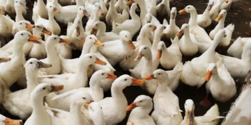 احتمال شیوع آنفولانزای پرندگان از طریق باد