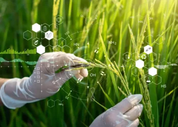 تولید برنج غنی‌شده برای کاهش خطر بیماری‌های قلبی