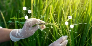 تولید برنج غنی‌شده برای کاهش خطر بیماری‌های قلبی