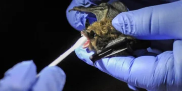 کشف ویروس جدید کرونا در برزیل