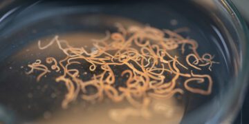 شایع‌ترین کرم‌های انگلی و تأثیرات آنها بر سلامت انسان