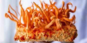 قدرت این داروی شیمی‌درمانی جدید ۴۰ برابر بیشتر از داروهای موجود است