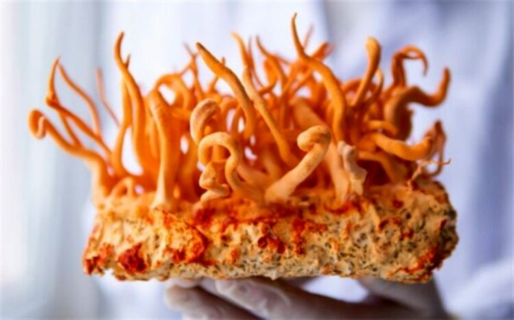 قدرت این داروی شیمی‌درمانی جدید ۴۰ برابر بیشتر از داروهای موجود است