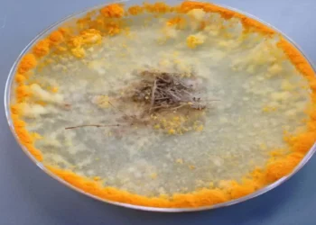 تولید مصالح ساختمانی زنده خودترمیم‌شونده و ماندگار