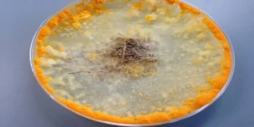 تولید مصالح ساختمانی زنده خودترمیم‌شونده و ماندگار