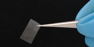 تولید کیسه‌های زیست تجزیه‌پذیر خوراکی و زنده از قارچی کمیاب