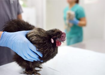 هشدار جهانی درباره افزایش خطر آنفولانزای پرندگان برای انسان‌ها