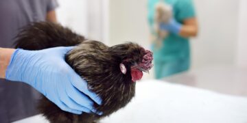 هشدار جهانی درباره افزایش خطر آنفولانزای پرندگان برای انسان‌ها