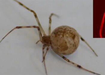 تولید ابریشم قرمز درخشنده توسط اولین عنکبوت ویرایش ژنی شده جهان