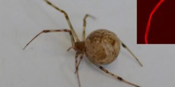 تولید ابریشم قرمز درخشنده توسط اولین عنکبوت ویرایش ژنی شده جهان