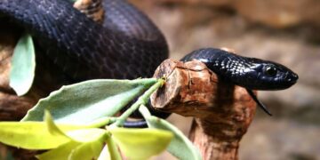 پادزهر انسانی سم ۱۳ نوع از کشنده‌ترین مارهای جهان را خنثی کرد