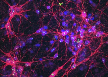 عکس‌العمل نورون‌های مغزی انسانی پرورش‌یافته در آزمایشگاه به داروها