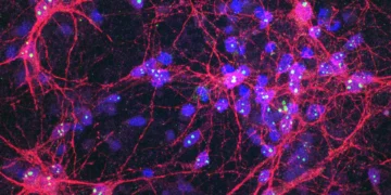 عکس‌العمل نورون‌های مغزی انسانی پرورش‌یافته در آزمایشگاه به داروها