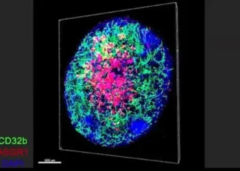 رشد بافت کبدی آزمایشگاهی با رگ‌ های خونی طبیعی