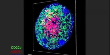 رشد بافت کبدی آزمایشگاهی با رگ‌ های خونی طبیعی