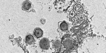 کشف ۲۳۰ ویروس غول‌پیکر جدید در اقیانوس‌ها