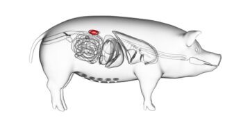 محققان علت رد پیوند کلیه خوک توسط بدن انسان را کشف کردند