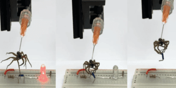 دانشمندان از عنکبوت‌های مرده گیره‌های رباتیک می‌سازند