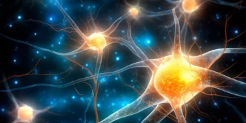 سلول‌ های ستاره‌ ای مغز کلید کشف رازهای حافظه انسان هستند