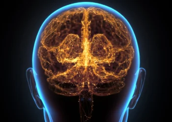 نورون‌های مغز حتی در پیری هم به رشد خود ادامه می ‌دهند