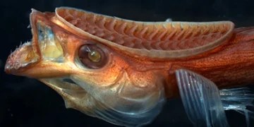 ساخت دستگاه الهام گرفته از ماهی رمورا برای دارورسانی و نظارت پزشکی