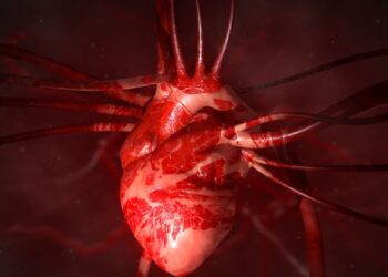 برای نخستین بار در جهان پرورش قلب انسان در جنین خوک