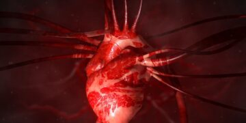 برای نخستین بار در جهان پرورش قلب انسان در جنین خوک