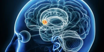 کشف ابعاد جدیدی از عملکرد دوپامین در مغز