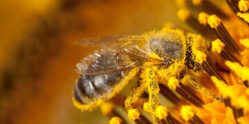 ساخت سبک ‌ترین تراشه کنترل مغز حشرات برای عملیات‌ های جاسوسی و نجات