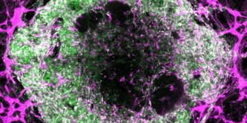 رشد رگ‌های خونی در اندام‌های آزمایشگاهی ممکن شد