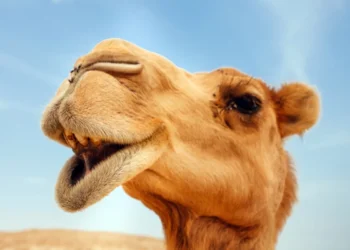 مصرف شیر شتر باعث کاهش علائم آسم می شود