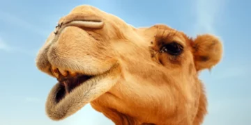 مصرف شیر شتر باعث کاهش علائم آسم می‌ شود