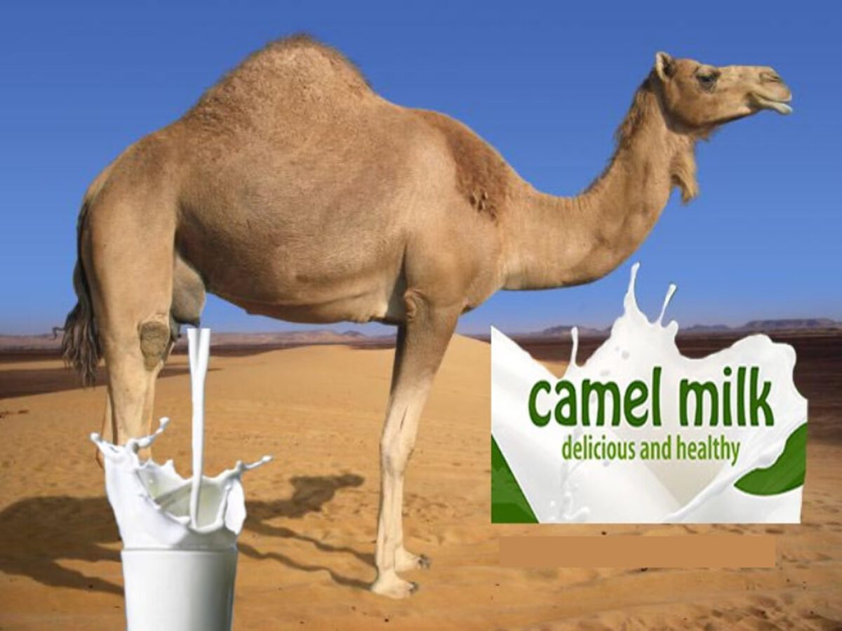 تاثیر مصرف شیر شتر بر کاهش علائم آسم