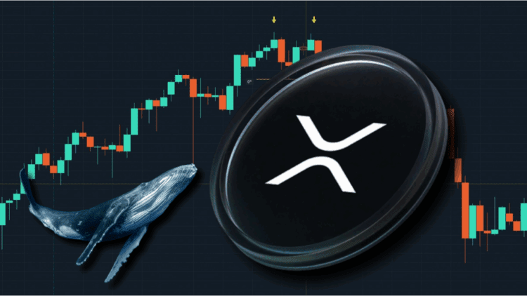 تحلیل روند جاری ریپل (XRP)؛ نهنگ‌ها در حال خرید، اما قیمت در حال افت