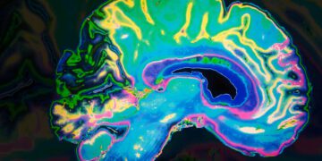 درک ساختار مغز انسان از طریق تحلیل الگوهای هماهنگ فعالیت ژن‌ ها