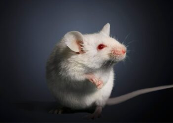 دانشمندان چینی موفق به بازسازی کامل بافت گوش موش ها شدند