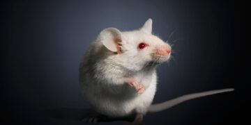 دانشمندان چینی موفق به بازسازی کامل بافت گوش موش ها شدند