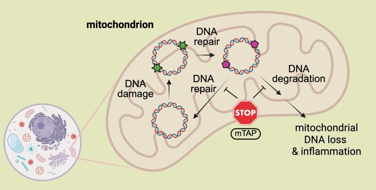 پژوهشگران موفق به تولید مولکولی شدهاند که از تخریب DNA میتوکندری جلوگیری میکند