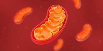 محققان مولکولی ساختند که از آسیب DNA میتوکندری جلوگیری می‌ کند