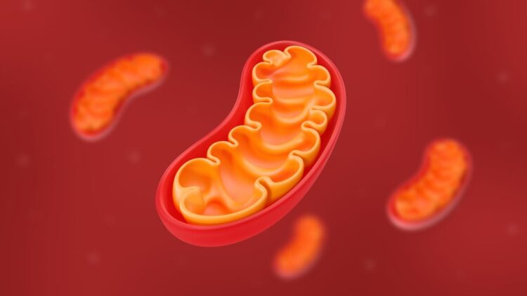 محققان مولکولی ساختند که از آسیب DNA میتوکندری جلوگیری می‌ کند