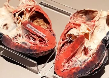 کشف روشی جدید برای شفاف سازی مغز و قلب در تصویربرداری سه بعدی