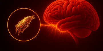 کشف یک آمیب مغزخوار با میزان کشندگی ۹۷ درصدی در آب آشامیدنی استرالیا