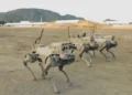 چین از گرگ‌های رباتیک مسلح خود رونمایی کرد