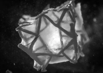 ساخت پچ قلبی تجزیه‌پذیر با چاپ سه‌بعدی برای ترمیم بافت قلب