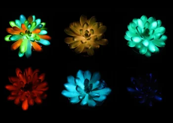 تبدیل گیاهان آپارتمانی به چراغ خواب های درخشان و طبیعی