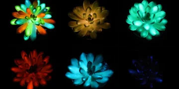 تبدیل گیاهان آپارتمانی به چراغ خواب های درخشان و طبیعی