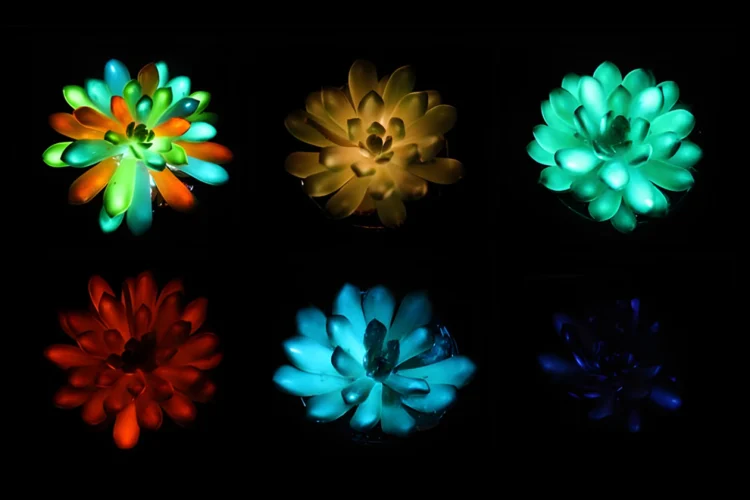 تبدیل گیاهان آپارتمانی به چراغ خواب های درخشان و طبیعی