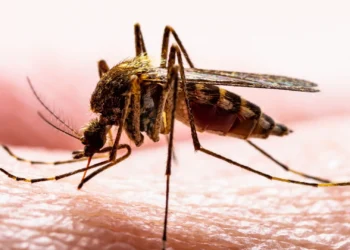 موج جدیدی از بیماری‌ های که از طریق پشه منتقل می‌شوند در اروپا در راه است