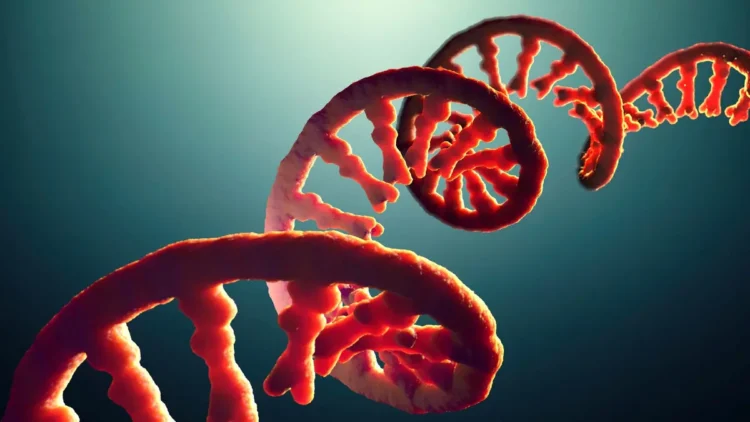 بازسازی پیوند اولیه میان RNA و اسیدهای آمینه