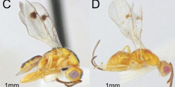کشف گونه های جدیدی از زنبورهای انگلی عجیب در ایالات متحده